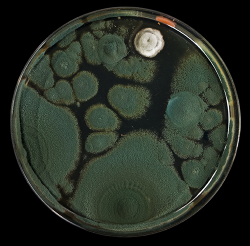 Methods for Growth Success: Yeasts and Molds