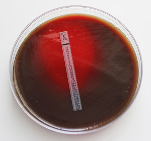 S pneumoniae ATCC 49619 - Etest Benzylpenicillin PG_LR