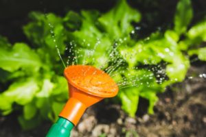 Pexels -salad-water-garden-plant