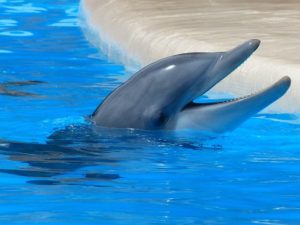 pexels-bottlenose-dolphin-dolphin-tooth-mouth-50720