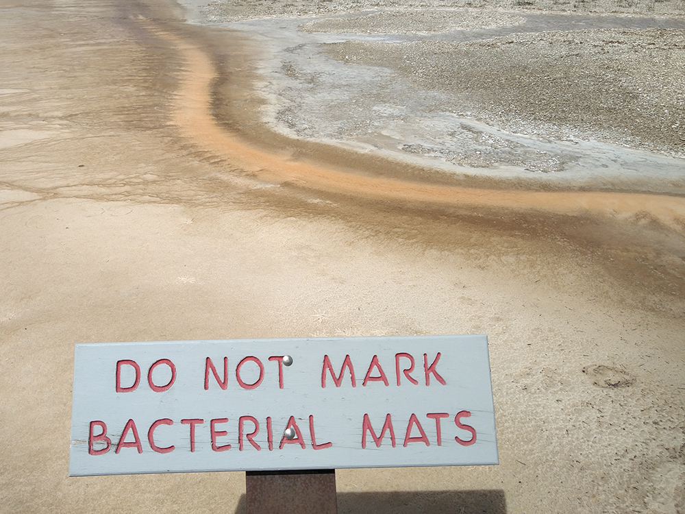 Do Not Mark Bacterial Mats