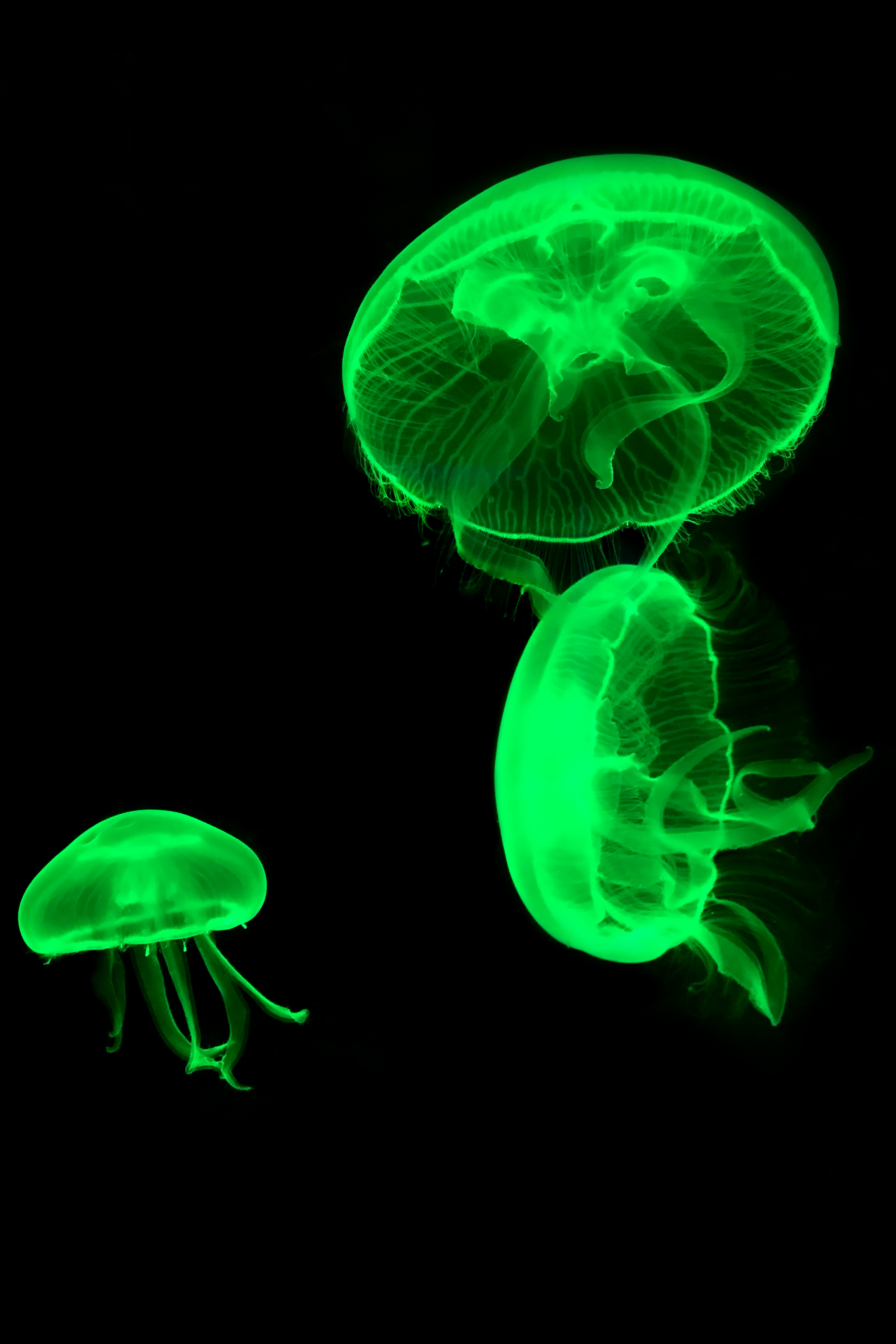 Green Fluorescent Protein Shining New Light On Food Qc