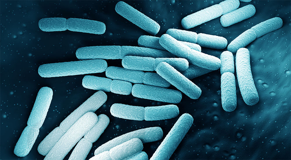 Environmental Isolate Case File: Cronobacter sakazakii – Microbiologics Blog