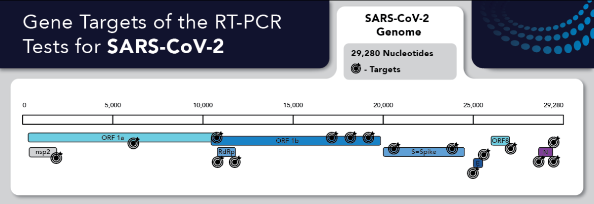 SARS-CoV-2 Gene Targets