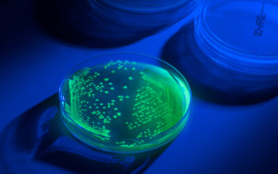 The Speed and Confidence of GFP Controls
