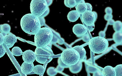 A New Multidrug-Resistant Fungus Emerges