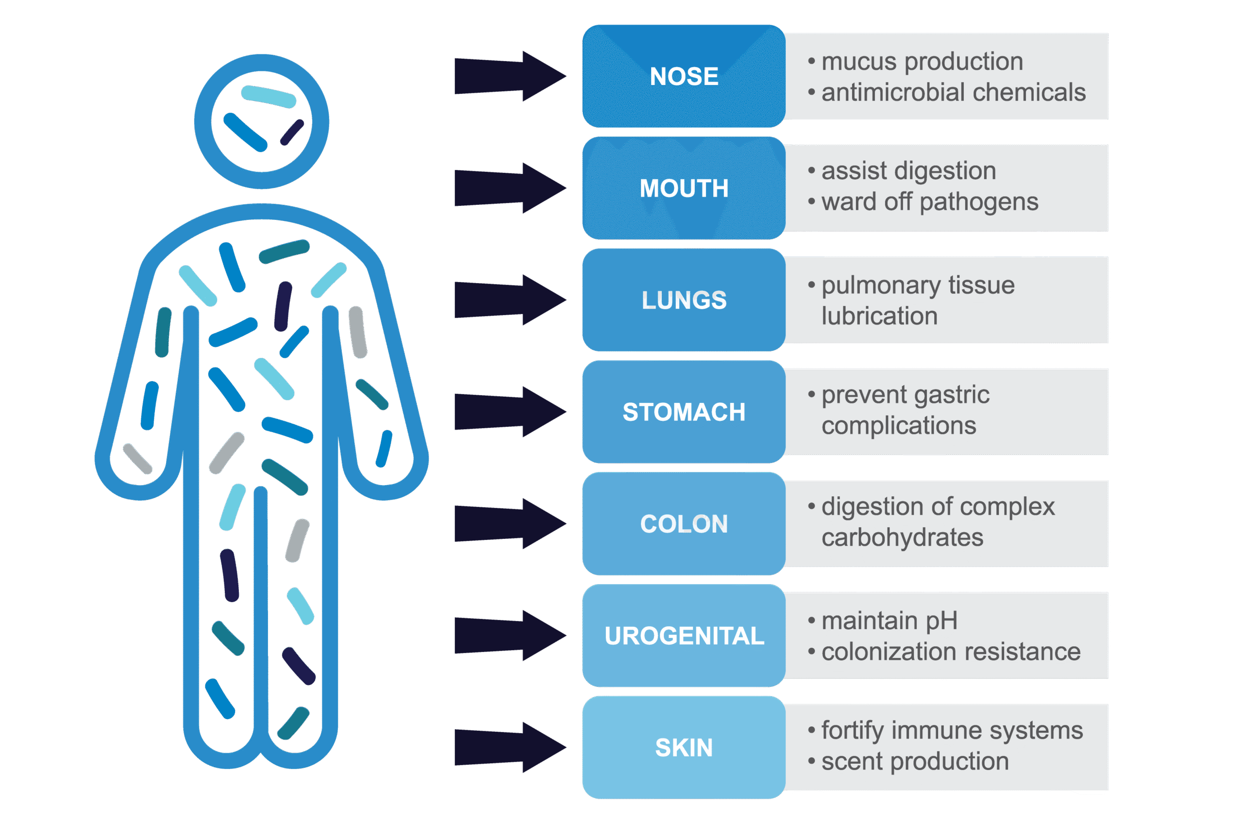 Illustration of a human silhouette with stylized microbial shapes inside, with arrows pointing to labeled body sites (nose, mouth, lungs, stomach, colon, urogenital tract, and skin) showing microbiota functions such as mucus production, digestion, immune support, and colonization resistance.
