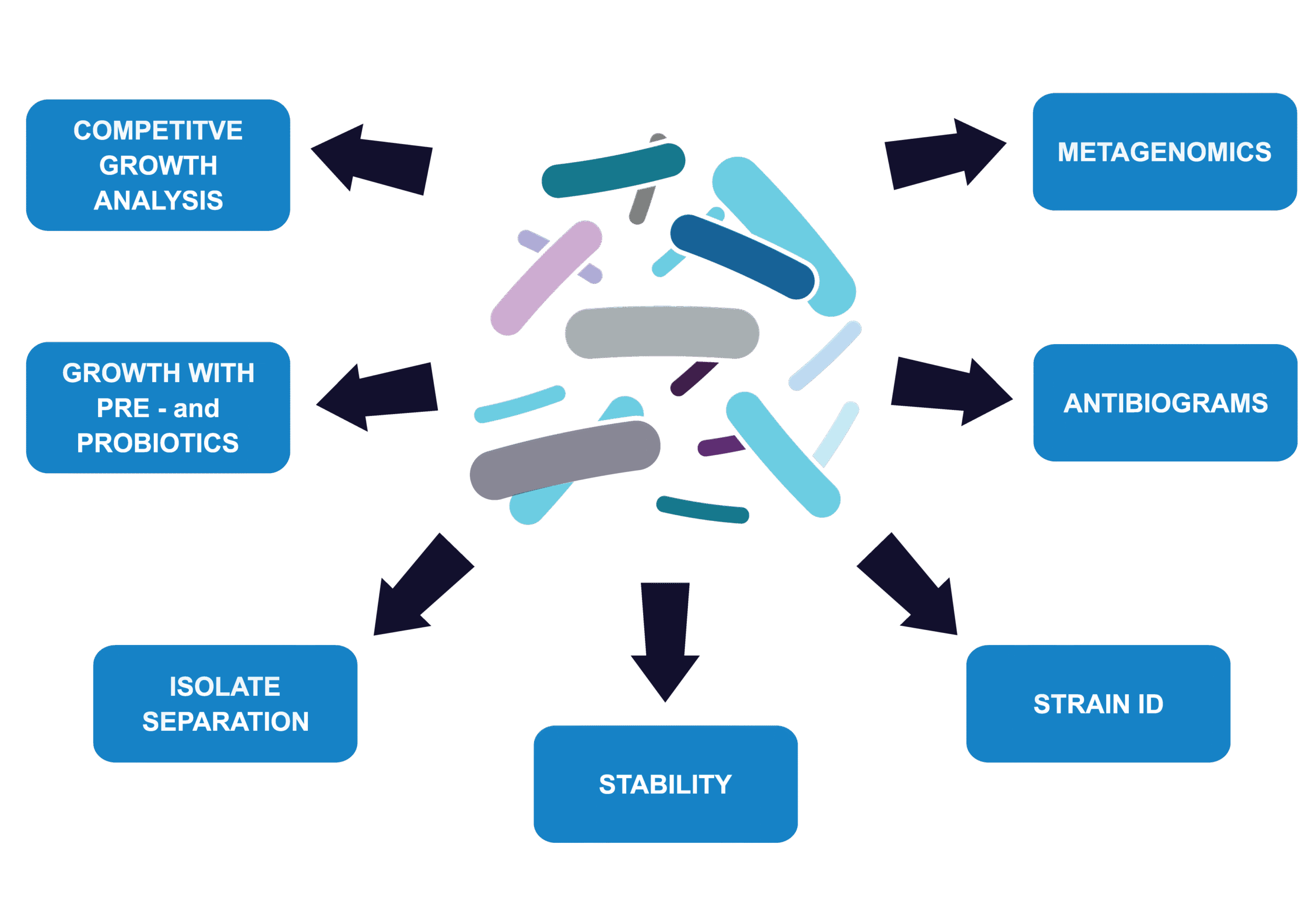 Infographic of colorful bacterial shapes surrounded by arrows pointing to Microbiologics’ services for microbiome characterization, including metagenomics, antibiograms, strain ID, stability, isolate separation, growth with probiotics and prebiotics, and competitive growth analysis.
